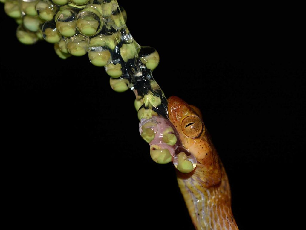 A blunt-headed tree snake (Imantodes inornatus) eating its way through a batch of treefrog eggs. 