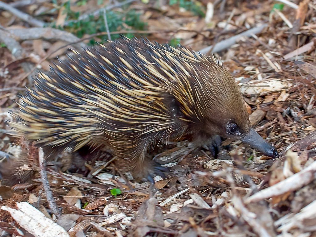 A short-beaked echidna (Tachyglossus aculeatus), Budderoo National Park, New South Wales, Australia. Echidnas are monotremes, one of the three main groups of mammals along with placentals and marsupials. The group also includes the platypus. Scientists believe monotremes were ground-dwelling creatures before the K-Pg asteroid impact and remained so afterward. Image credit: Daniel J. Field