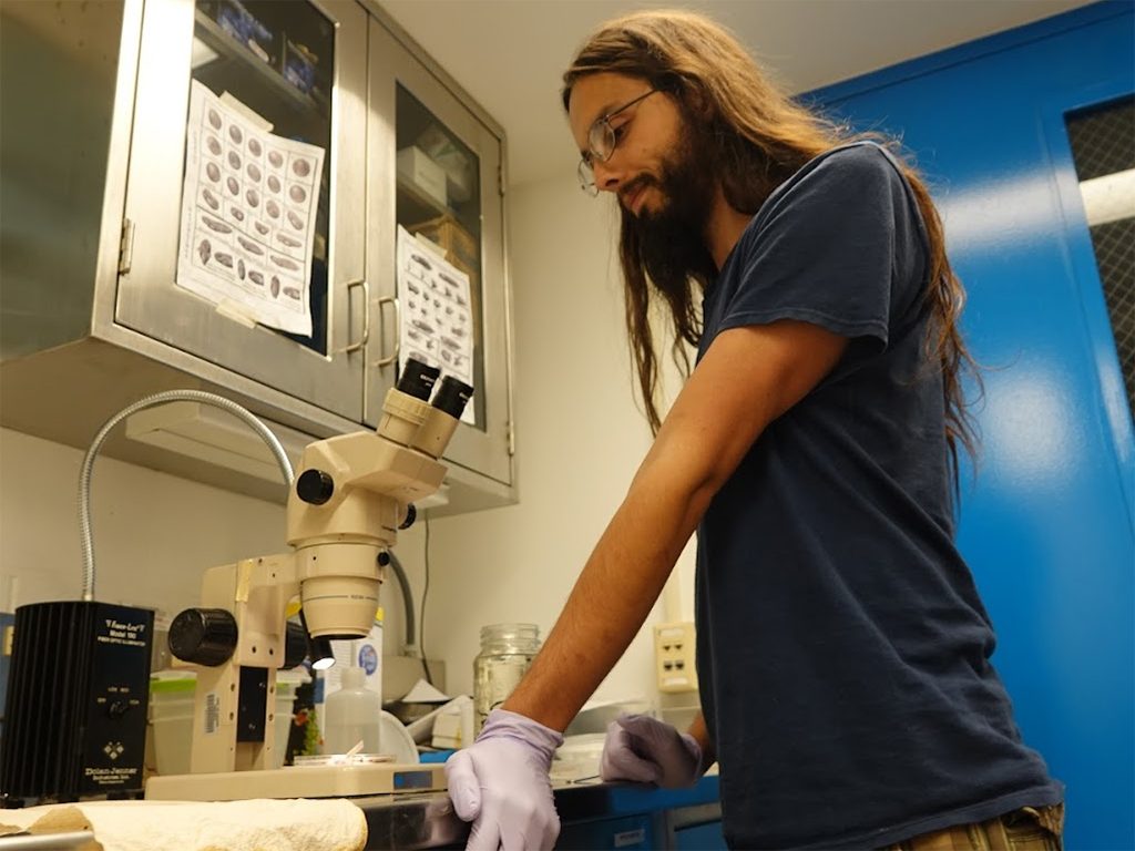 Roberto Márquez inspecting poison frog embryos as they develop. Image credit: Valentina Gómez-Bahamón