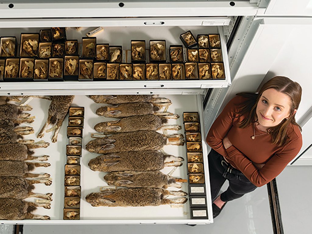 Lexi Frank with drawers of desert cottontail (Sylvilagus audubonii) specimens from California. Image: Austin Thomason.