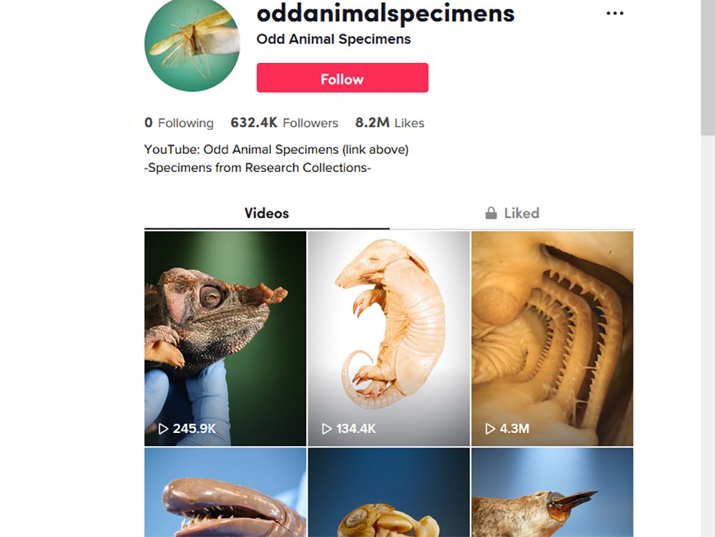 Screenshot from Odd Animal Specimens on TikTok shows stills from a number of videos including a chameleon, armadillo embryo, inside a fish's mouth, a caecilian and more. Text: Odd Animal Specimens, Follow button, 0 Following, 632.4K Followers, 8.2M Likes, YouTube: Odd Animal Specimens (link above). Specimens from Research Collections. 
