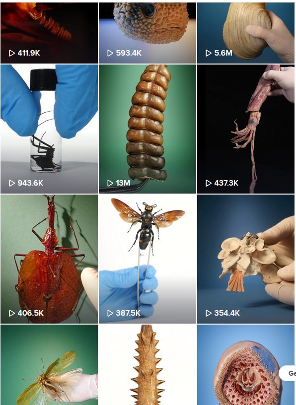 Screenshot from Odd Animal Specimens on TikTok. Images of a spider, rattlesnake tail, squid, insects, snail, and sea lamprey.