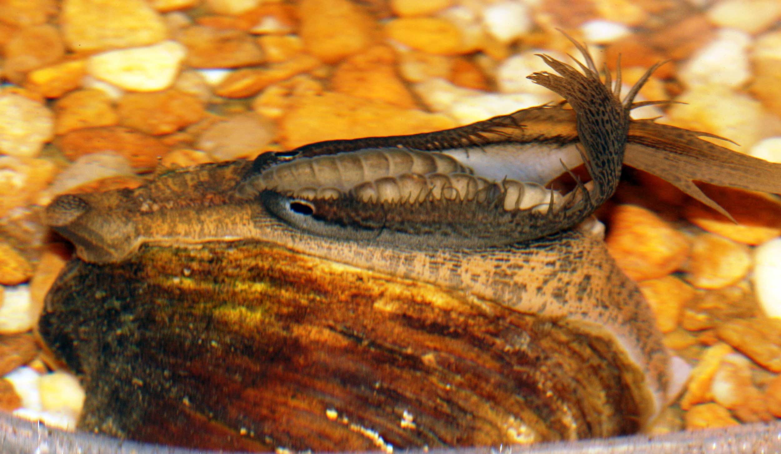 A fish-like mantle lure on a female Southern Pocketbook (Lampsilis ornata) freshwater mussel. Image credit: Paul Johnson, Alabama Aquatic Biodiversity Center