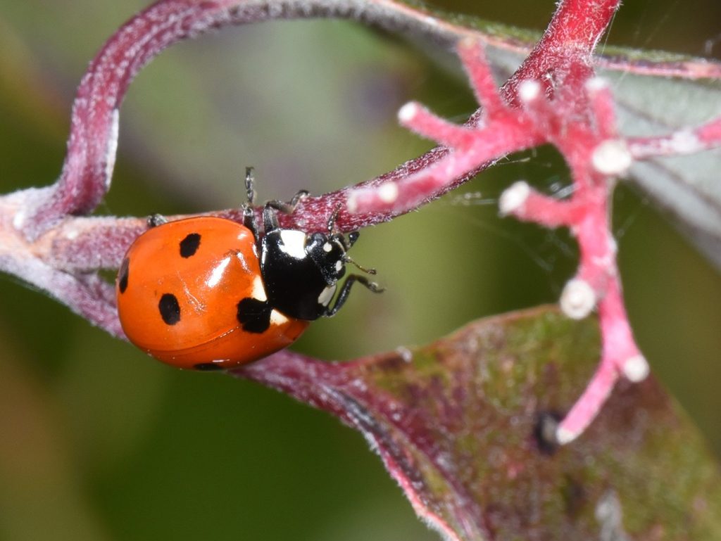 Seven-spotted lady beetle. Image credit: Siliang Song