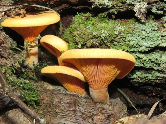 Genus Tapinella, an orange mushroom. Image credit: Teresa Pegan