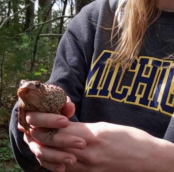 Someone holding an American toad. Image credit: Patricia Torres-Pineda