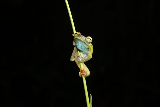 green frog climbing up a piece of grass