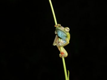 green frog climbing up a piece of grass