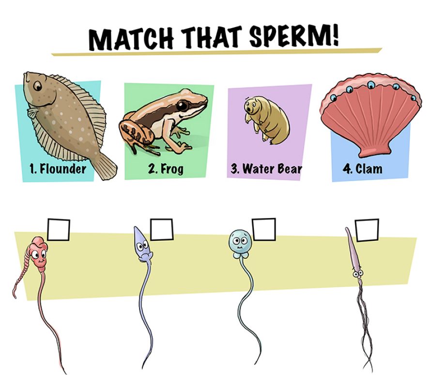 Match that sperm! 1. Olive flounder. 2. Dull rocket frog. 3. Water bear also known as tardigrade. 4. Clam. ANSWERS (don't peek): left to right 3-4-1-2.  Illustration: John Megahan