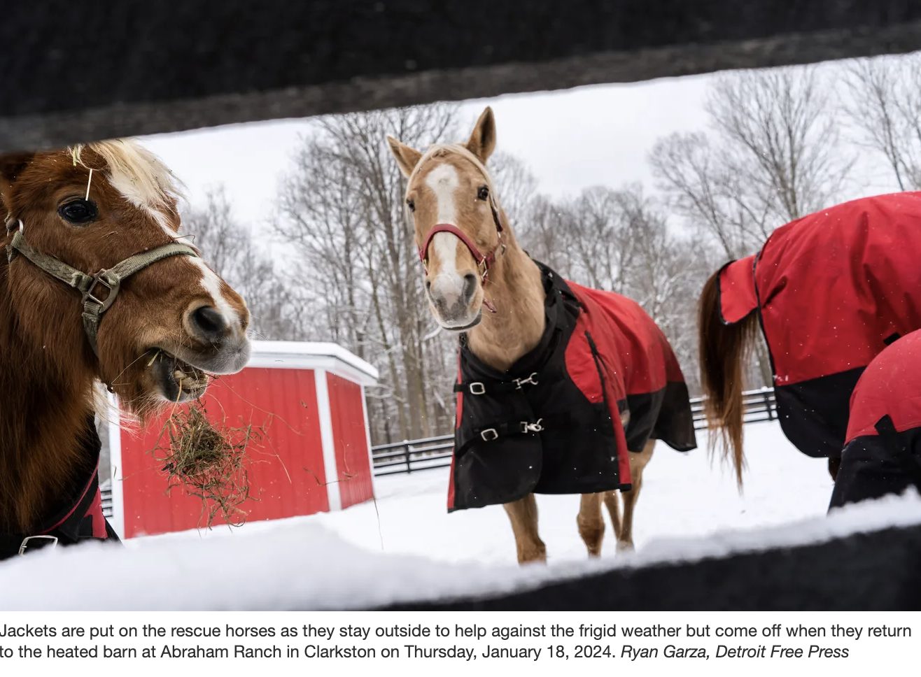 horses with blankets in the snow