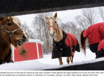 horses with blankets in the snow