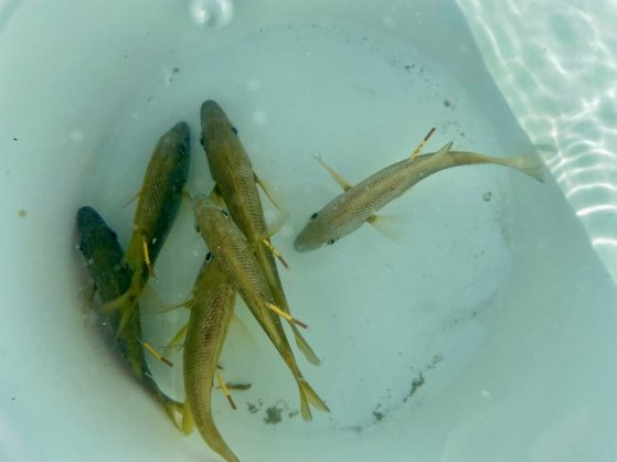 6 hand-sized yellowish 'white grunt' fish in a water-filled white plastic bucket