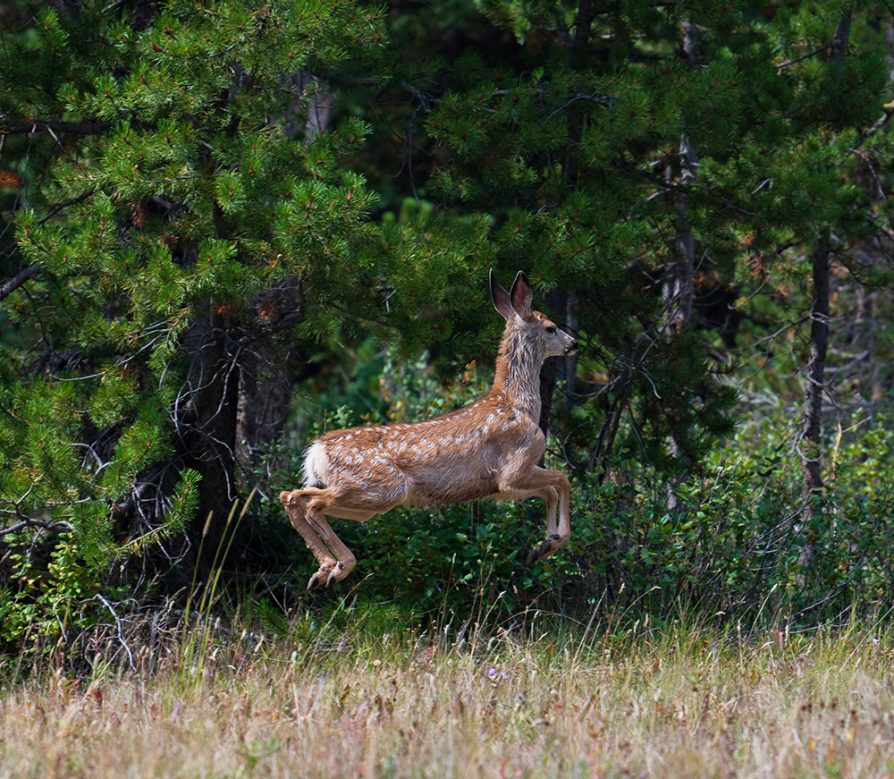 Deer fawn hopping through a field with green trees behind it. The deer is in mid-air