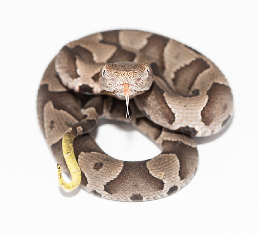 Baby copperhead showing a caudal lure, Atlanta, Georgia. Image credit: Rumaan Malhotra. Snake is coiled with head up and tail up, on a white box background