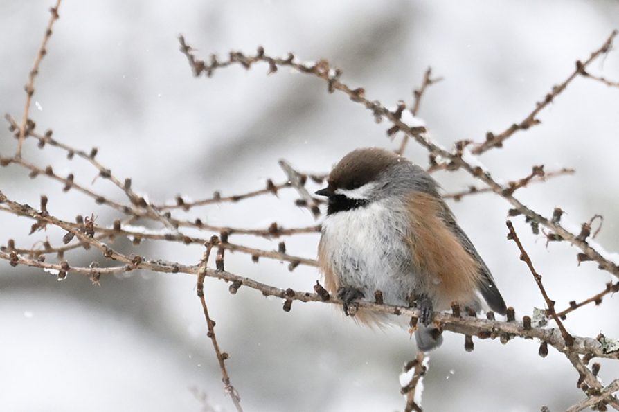 Floof (boreal chickadee on a snowy March day), Peshekee Grade, Marquette County, Mich. Image credit: Teresa Pegan. Chickadee is sitting on a snowy branch, background is soft, white with more of tree