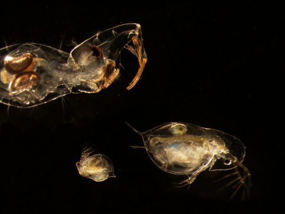 Microscope image showing a phantom midge larva (genus Chaoborus), top left, preying on a Daphnia dentifera water flea, bottom right. Chaoborus is a fierce predator with a complex “catching basket” on its head for quickly trapping small crustaceans like water fleas. Image credit: Meghan Duffy, University of Michigan.