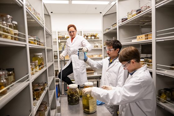 University of Michigan doctoral students Hayley Crowell, left, Matheus Januário, center, and Natasha Stepanova shelve jars of reptile and amphibian specimens recently acquired from Oregon State University. The newly acquired specimens are stored at U-M’s Research Museums Center, a few miles south of downtown Ann Arbor. At 153,375 square feet, the RMC is one of the largest such facilities at any U.S. university. It contains zoology, paleontology, anthropological archaeology and herbarium collections, along with laboratories, specimen records and libraries. Image credit: Eric Bronson, Michigan Photography.