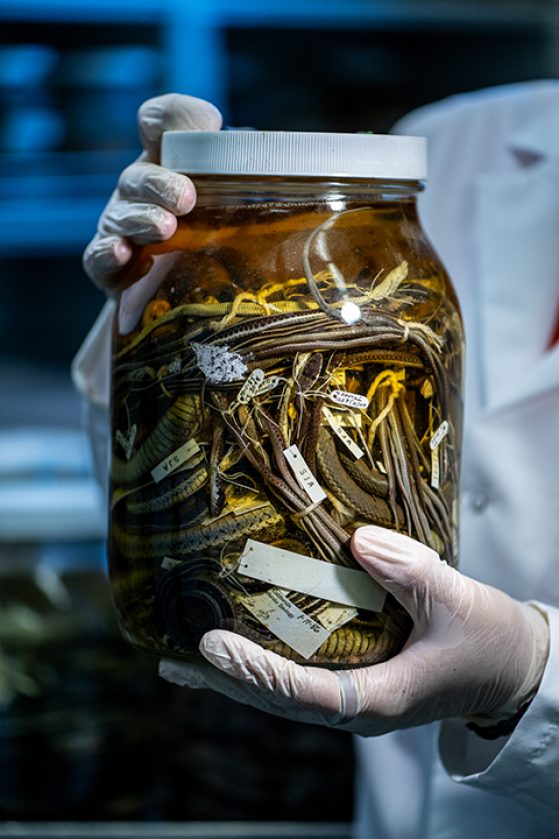A jar full of garter snakes preserved in alcohol, part of the roughly 45,000 reptile and amphibian specimens the U-M Museum of Zoology acquired recently from Oregon State University. Image credit: Eric Bronson, Michigan Photography.