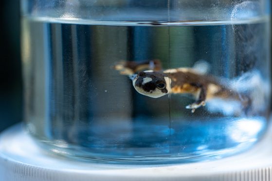 A mountain newt from Iran preserved in alcohol inside a glass jar. The University of Michigan Museum of Zoology recently received a delivery of 45,000 or so reptile and amphibian specimens from Oregon State University. Image credit: Eric Bronson, Michigan Photography.