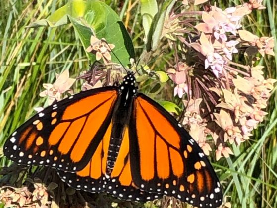 Monarch butterfly_alison Kenyon