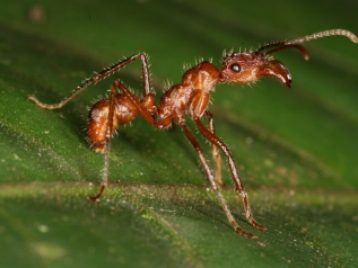New-global-map-of-ant-biodiversity-reveals-areas-that-may-hide-undiscovered-species--1024x683