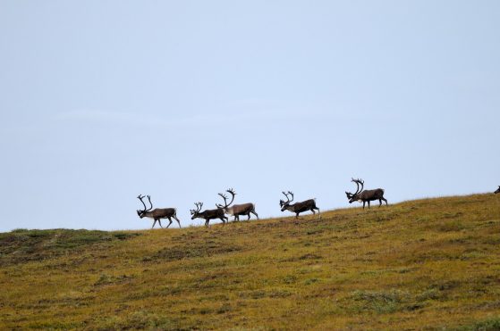 Caribou walk in a line across the Alaskan tundra