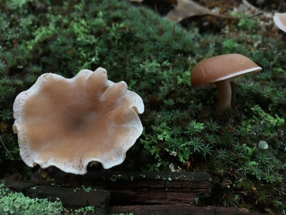 Picture of Mushrooms from Alden's Website