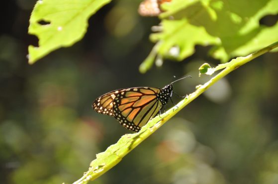 monarch butterfly resting on a chewed leaf