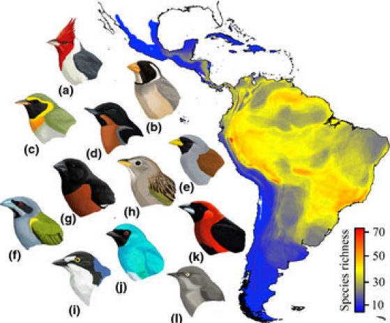 map of South America with birds
