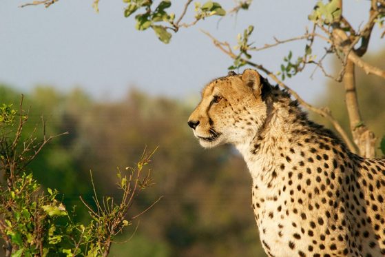 An outdoor photograph of a cheetah in profile.
