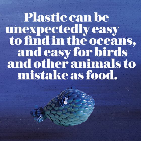 Plastic can be unexpectedly easy to find in the oceans, and easy for birds and other animals to mistake as food. 