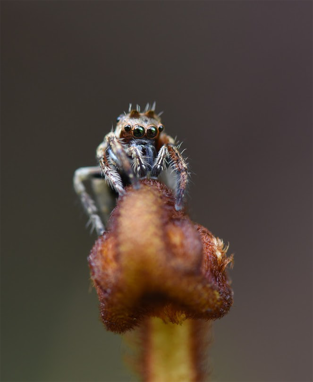 Close-up photo of spider on a budded leaf