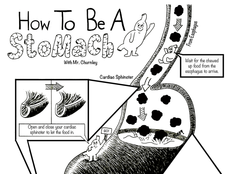 a black-and-white illustration How to be a stomach with Mr. Churnley: Open and close your cardiac sphincter to let the food in below an image of open and closed cardiacsphincters; a tube descending from the top of the image that says, wait for the chewed up food from the esophagus to arrive. The tube opens into the stomach cavity where drops of food land in gastroinestinal fluids as indicated by plop!