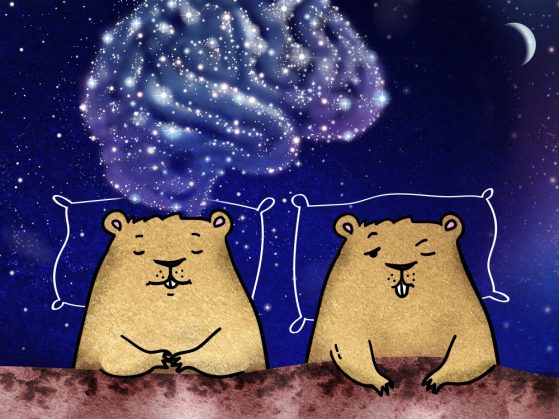 Illustration of two groundhogs propped on pillows in bed. One sleeps and has a bubble of neural activity. The other has one eye open and no neural activity.