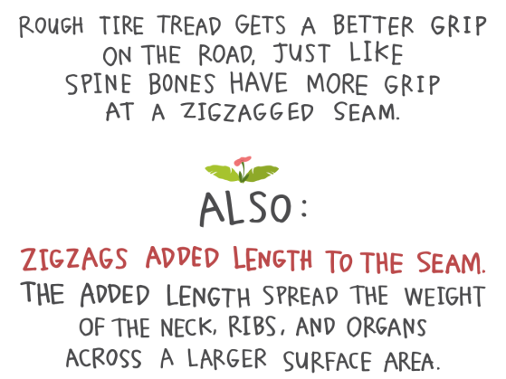 Rough tire tread gets a better grip on the road, just like spine bones have more grip at a zigzagged seam. Zigzags added length to the seam. The added length spread the weight of neck, ribs, and organs across a larger surface area.