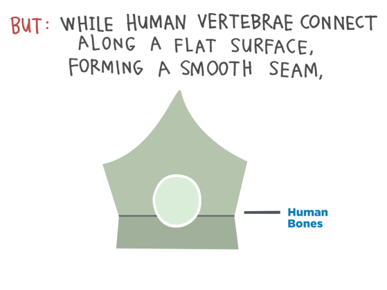 But: While human vertebrae connect along a flat surface, forming a smooth seam...