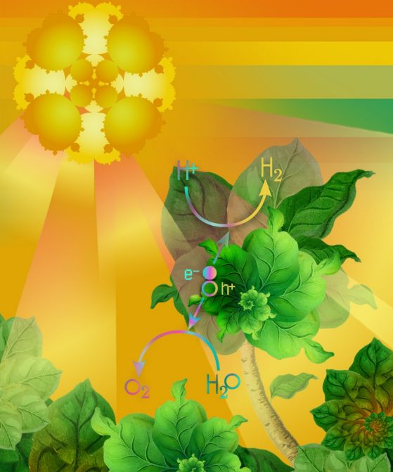 Illustration depicting Professor Bart Bartlett’s artificial photosynthesis research.