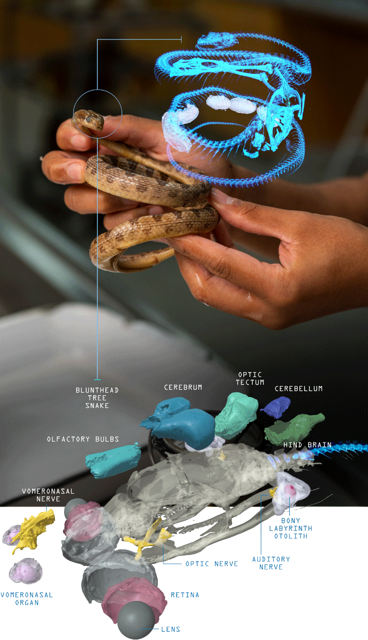 Combined CT scans and photos show frog bones inside a snake and a 3-D model of a brain.