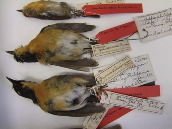specimens from Kerstin Barndt’s research