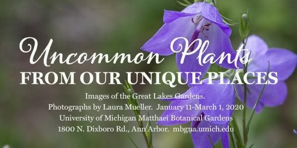 The title of the exhibit in front of a photograph of three purple flowers
