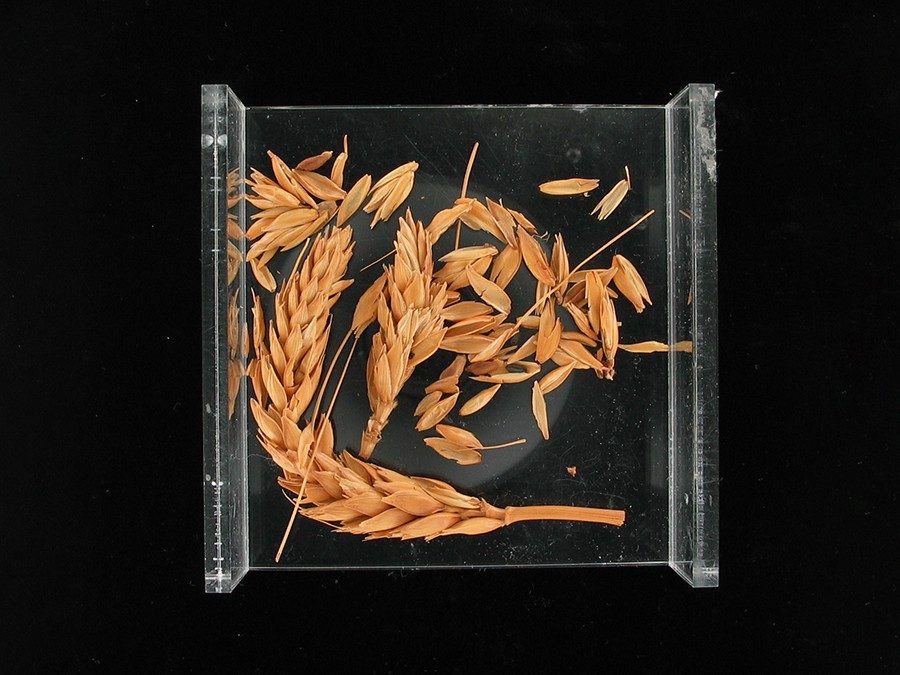 A bag containing heads and kernels of wheat.