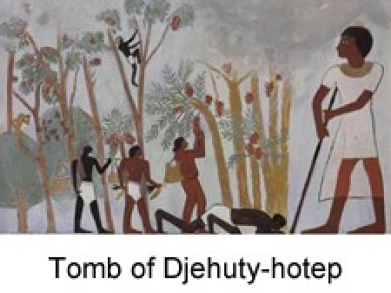 Tomb of Djehuti-hotep