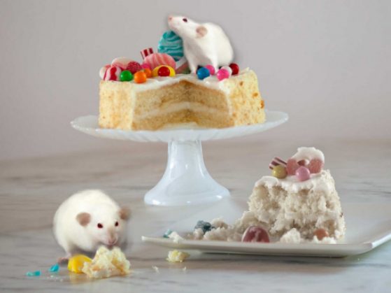 high-sugar-diet-decreases-sweet-sense-of-taste-in-rats
