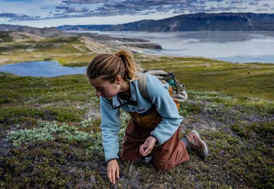 Abby takes a short break from exploring the Sondre stromFjord near Kangerlussuaq, Greenland to forage for a handful of Arctic Blueberries.Credit: Sean Patrick