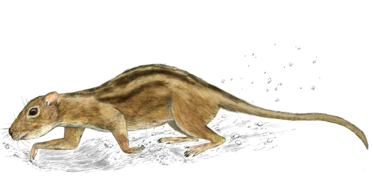  Reconstruction of Filikomys primaevus skeleton in a burrowing posture with flesh reconstruction. Artwork and skeletal reconstructions done by Misaki Ouchida.