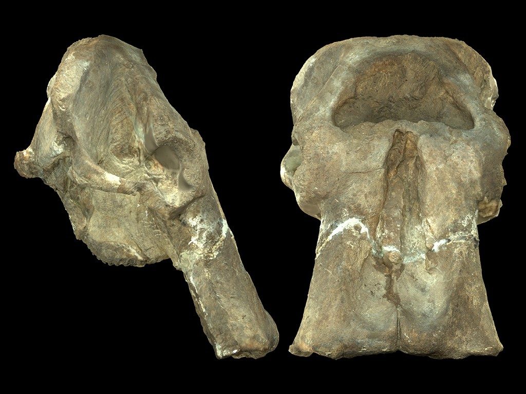 Right lateral and frontal view of fossil elephant cranium KNM-ER 63642, Loxodonta adaurora, from 4.5 million-year-old Ileret, Kenya. Greatest length of the cranium is 1367 millimeters (mm) and greatest width is approximately 914 mm. Images originally produced as 3D scans by Timothy Gichunge Ibui, National Museums of Kenya and Turkana Basin Institute. Photo courtesy of William Sanders, University of Michigan Museum of Paleontology.