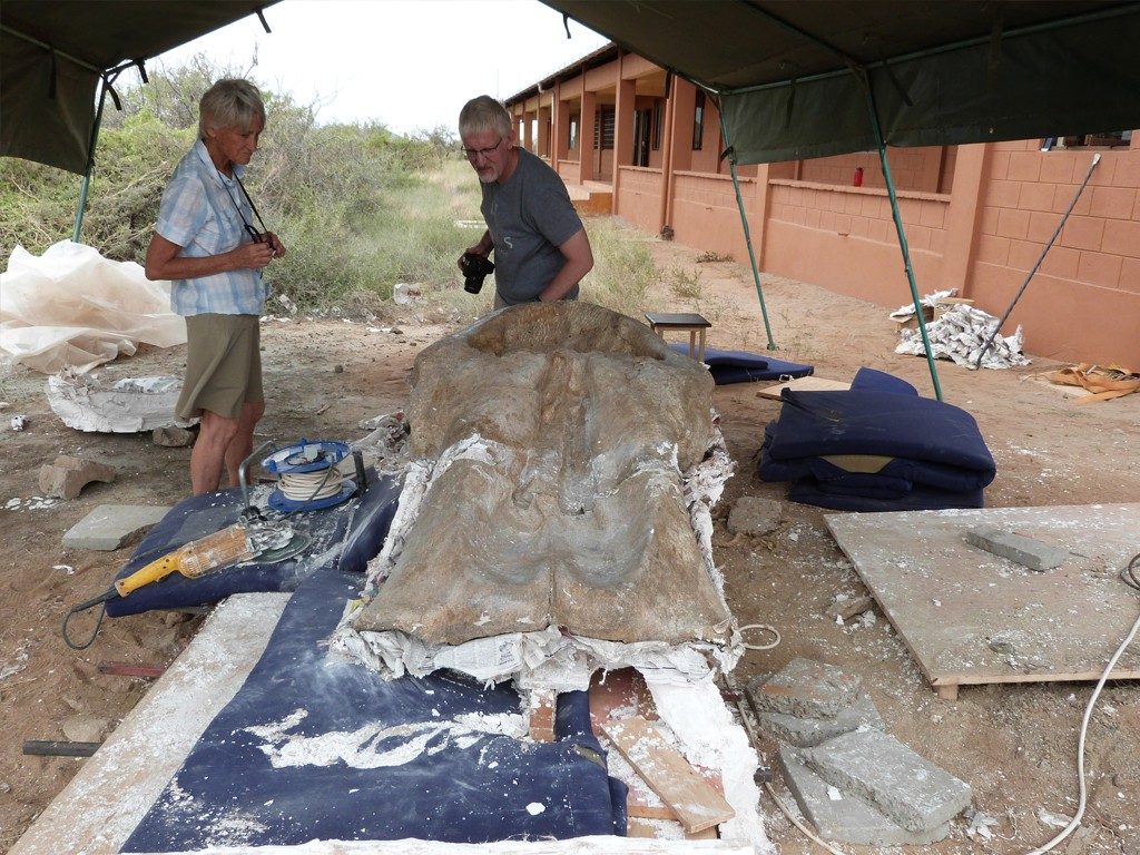 Meave Leakey and William Sanders examining the Loxodonta adaurora cranium KNM-ER 63642 in its plaster jacket at the Ileret research facility of the Turkana Basin Institute. Photo courtesy of Steve Jabo, Smithsonian Institution.