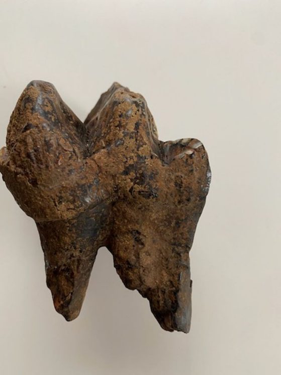 Photo of the upper molar of a juvenile mastodon discovered by six-year-old Julian Gagnon. Photo taken by Mary Gagnon.