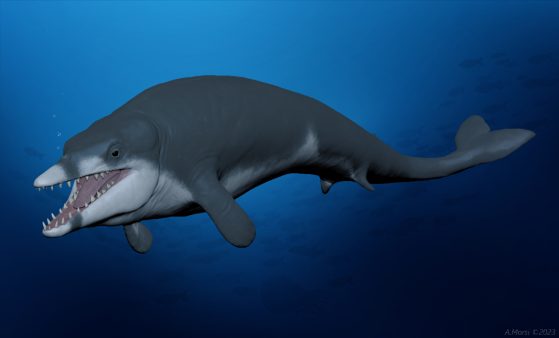Artist rendering of the extinct basilosaurid whale Tutcetus rayanensis swimming in dark blue water