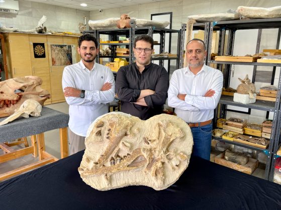 Three researches stand, arms crossed, behind a fossilized basilosaurid whale in the midst of other specimen